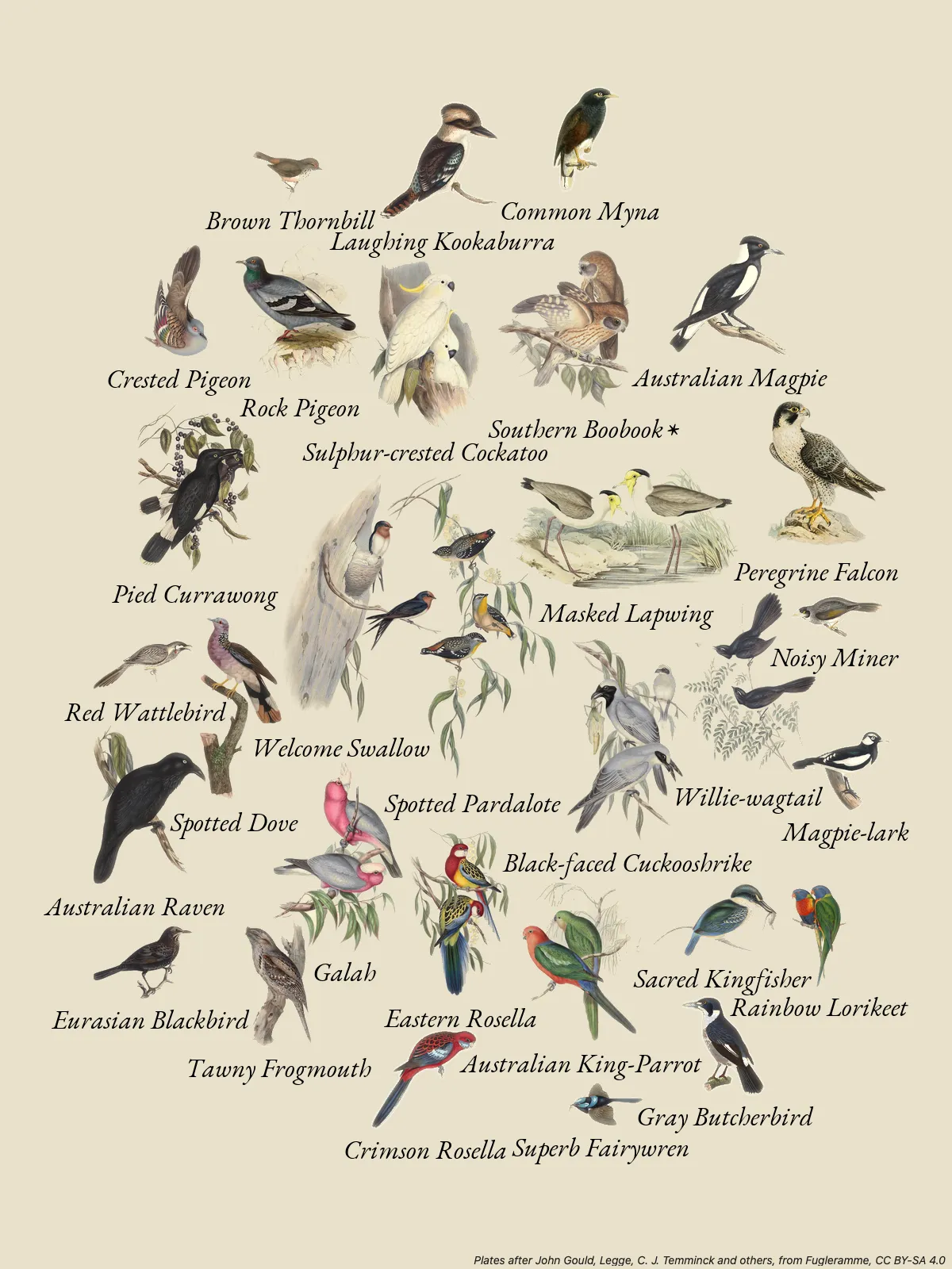 Fugleramme: The week's garden birds as hand-coloured 1800s plates, from Fugleramme by Arne Giacomo Munthe-Kaas. Plates CC BY-SA 4.0.